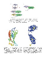 Bhagavan Medical Biochemistry 2001, page 1062